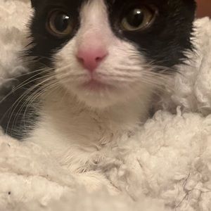 Meet your Posher, Cyani